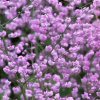 Thalictrum Hewitts Double